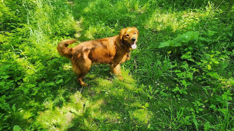 Canine Corners Dog Park - Olson Park - Loves Park, IL