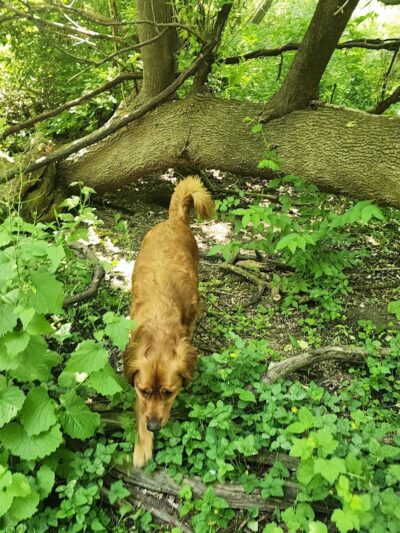 Canine Corners Dog Park - Olson Park - Loves Park, IL