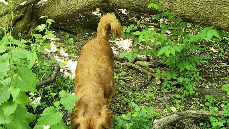 Canine Corners Dog Park - Olson Park - Loves Park, IL