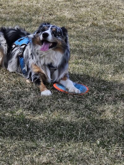 Canine Corners Dog Park - Olson Park - Loves Park, IL