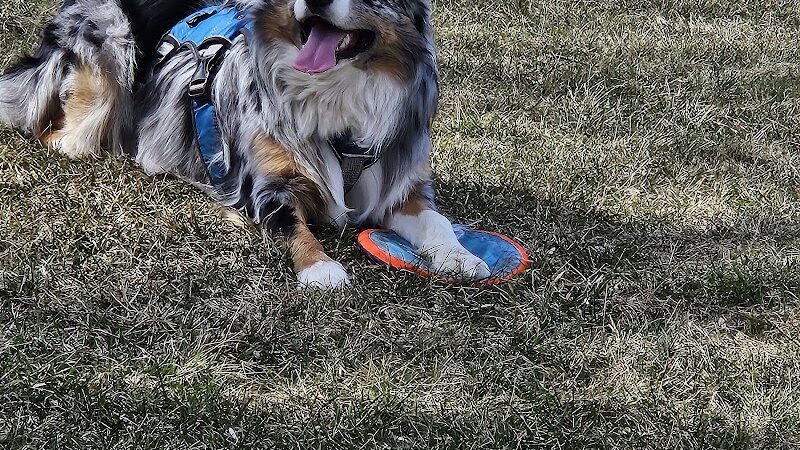 Canine Corners Dog Park - Olson Park - Loves Park, IL