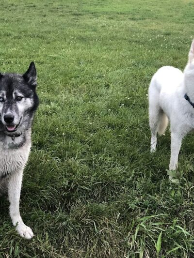 Canine Corners Dog Park - Olson Park - Loves Park, IL