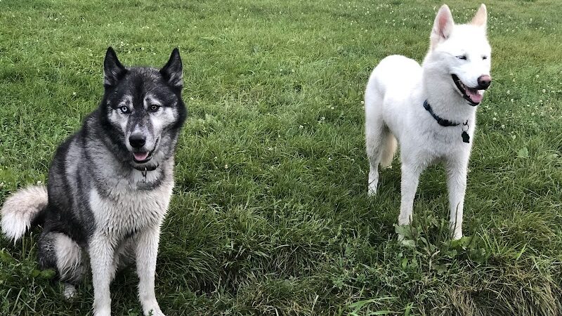 Canine Corners Dog Park - Olson Park - Loves Park, IL