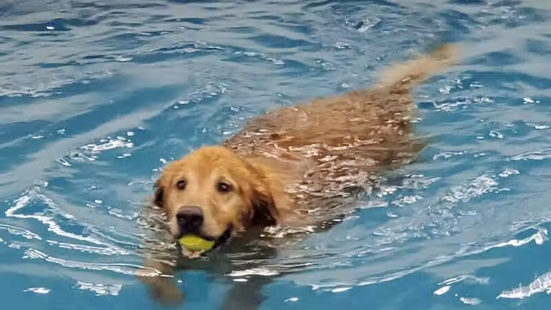 Dog Paddle Beach - Loves Park, IL