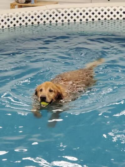 Dog Paddle Beach - Loves Park, IL