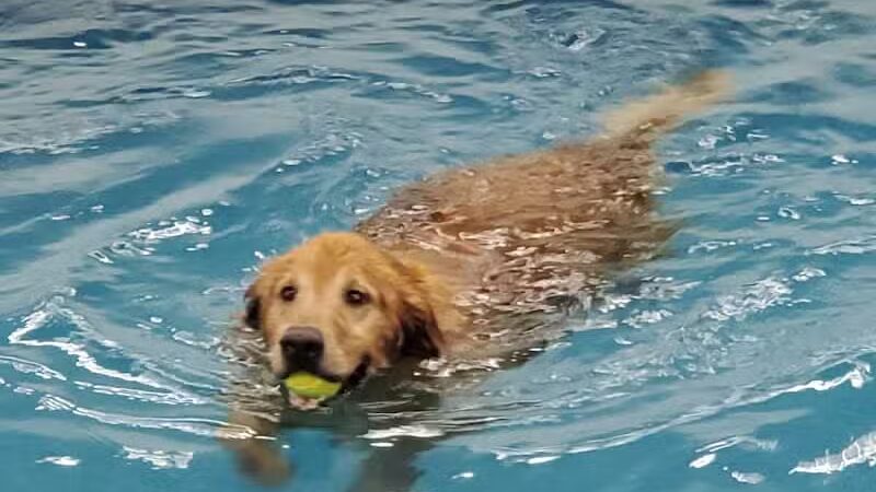 Dog Paddle Beach - Loves Park, IL