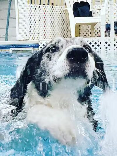 Dog Paddle Beach - Loves Park, IL