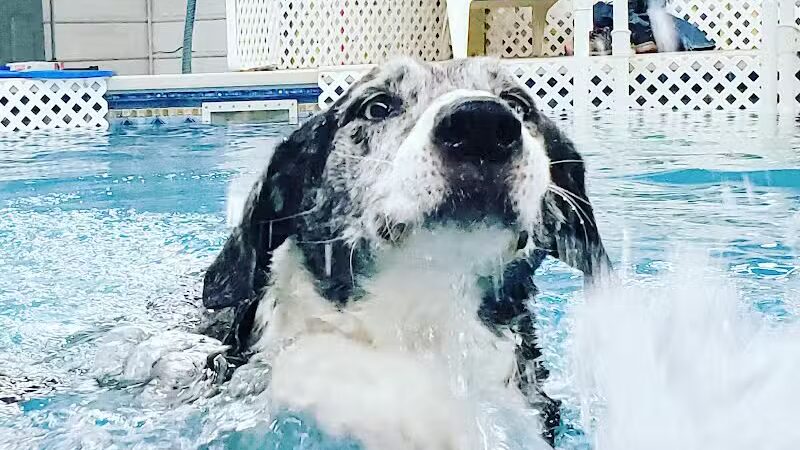 Dog Paddle Beach - Loves Park, IL