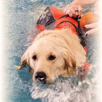 Dog Paddle Beach - Loves Park, IL