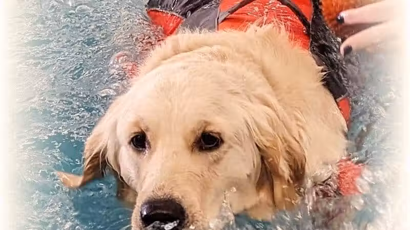 Dog Paddle Beach - Loves Park, IL