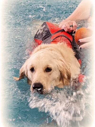 Dog Paddle Beach - Loves Park, IL