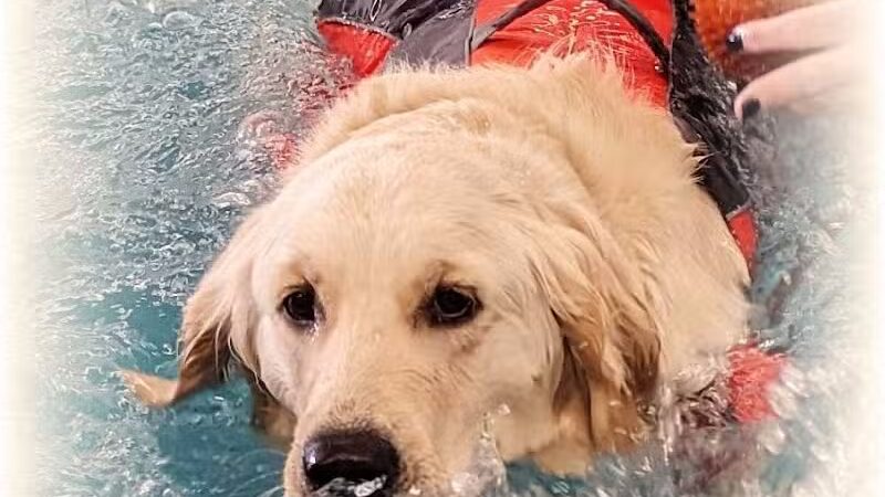 Dog Paddle Beach - Loves Park, IL