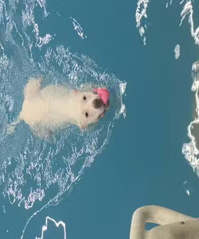 Dog Paddle Beach - Loves Park, IL