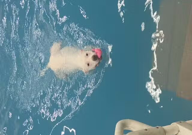 Dog Paddle Beach - Loves Park, IL