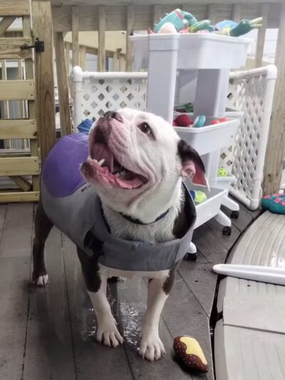 Dog Paddle Beach - Loves Park, IL