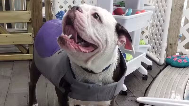 Dog Paddle Beach - Loves Park, IL