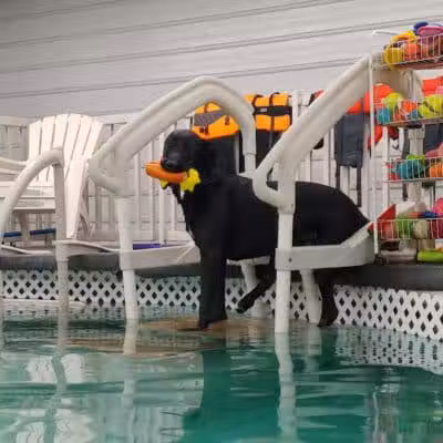 Dog Paddle Beach - Loves Park, IL