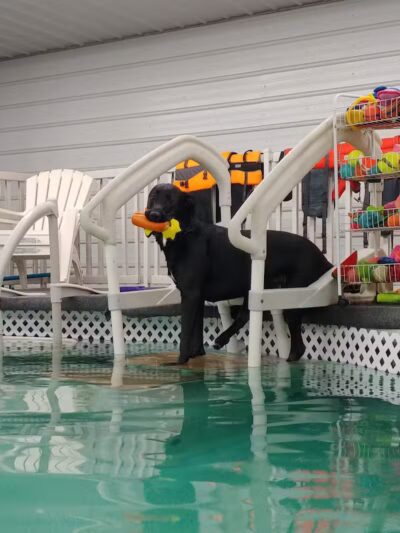 Dog Paddle Beach - Loves Park, IL