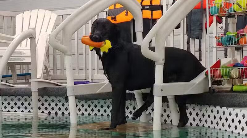 Dog Paddle Beach - Loves Park, IL