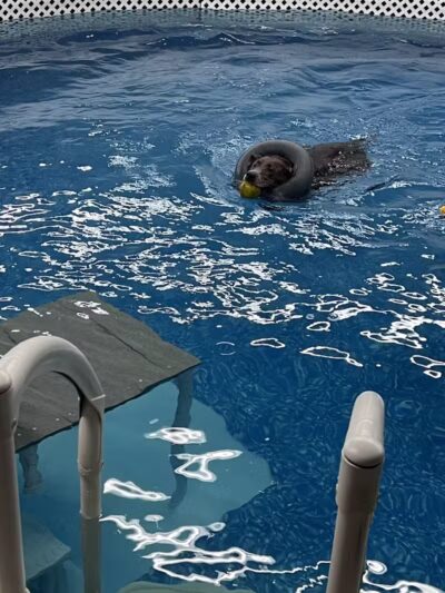 Dog Paddle Beach - Loves Park, IL