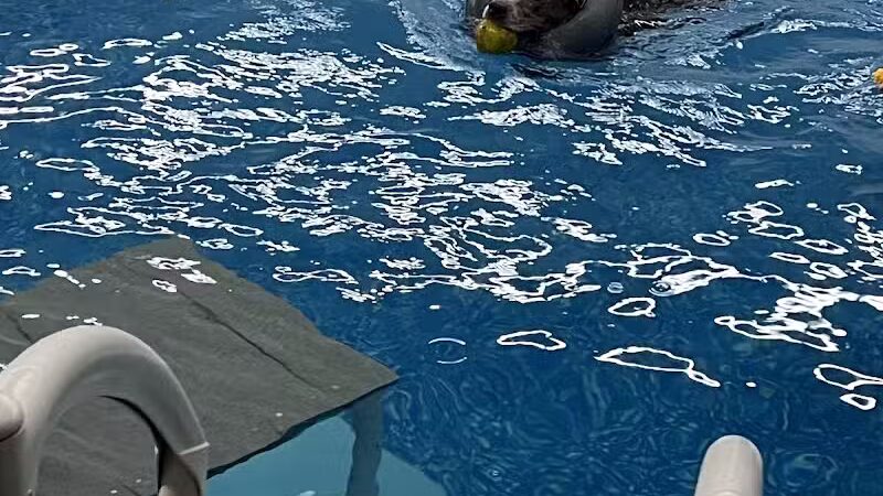 Dog Paddle Beach - Loves Park, IL