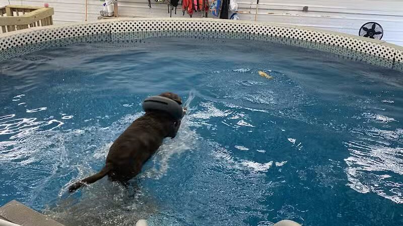 Dog Paddle Beach - Loves Park, IL