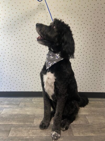 Off Leash Grooming and Retail - Lowell, IN