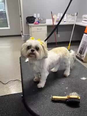 Off Leash Grooming and Retail - Lowell, IN