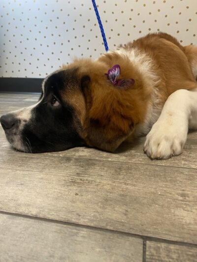 Off Leash Grooming and Retail - Lowell, IN