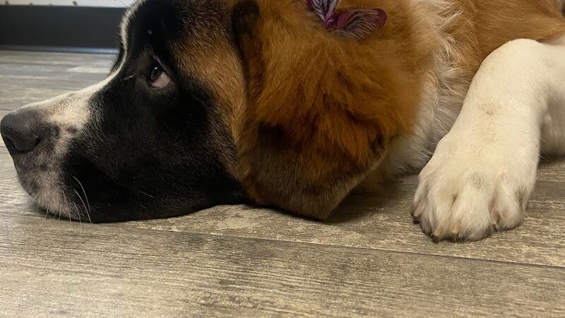 Off Leash Grooming and Retail - Lowell, IN