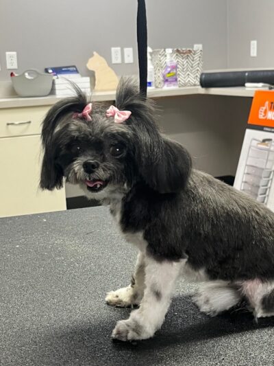 Off Leash Grooming and Retail - Lowell, IN