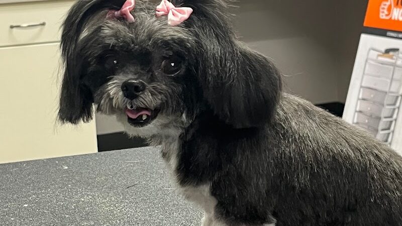 Off Leash Grooming and Retail - Lowell, IN