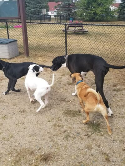 Animal Hospital of Lowell Dog Park - Lowell, MI