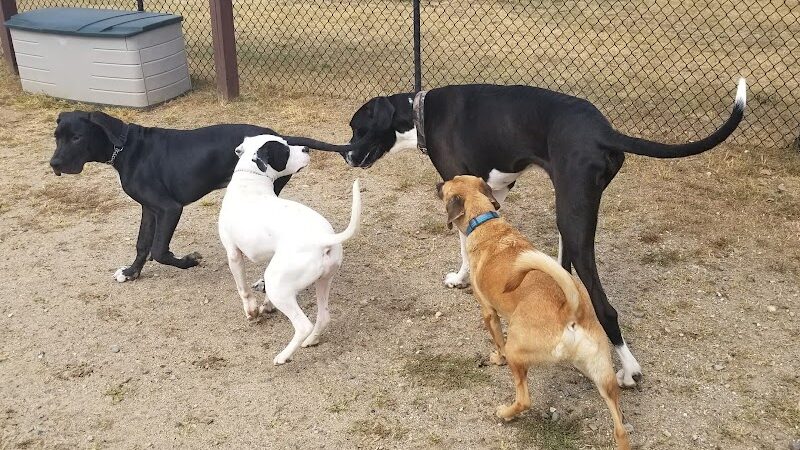 Animal Hospital of Lowell Dog Park - Lowell, MI