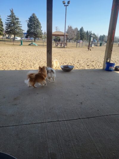Animal Hospital of Lowell Dog Park - Lowell, MI