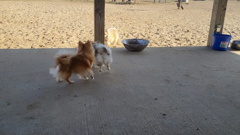 Animal Hospital of Lowell Dog Park - Lowell, MI