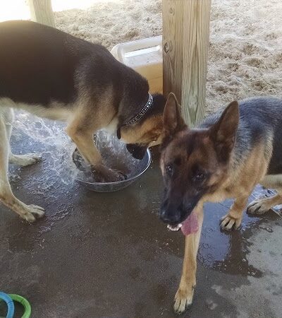 Animal Hospital of Lowell Dog Park - Lowell, MI