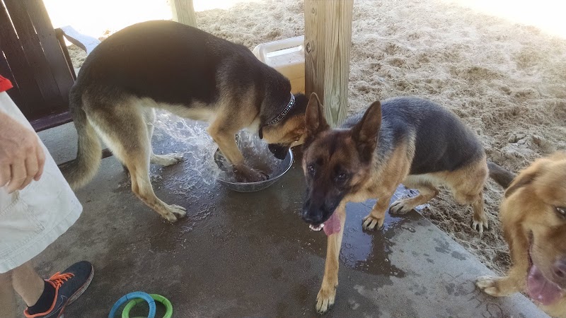 Animal Hospital of Lowell Dog Park - Lowell, MI