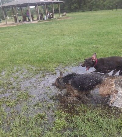 Animal Hospital of Lowell Dog Park - Lowell, MI