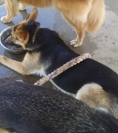 Animal Hospital of Lowell Dog Park - Lowell, MI