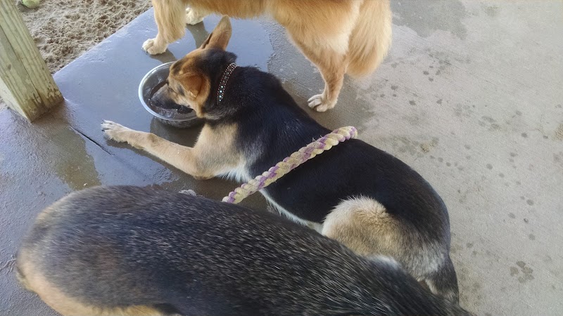 Animal Hospital of Lowell Dog Park - Lowell, MI