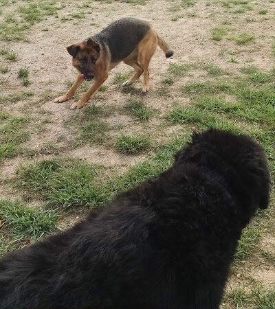 Animal Hospital of Lowell Dog Park - Lowell, MI