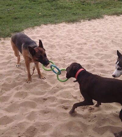 Animal Hospital of Lowell Dog Park - Lowell, MI