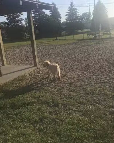 Animal Hospital of Lowell Dog Park - Lowell, MI