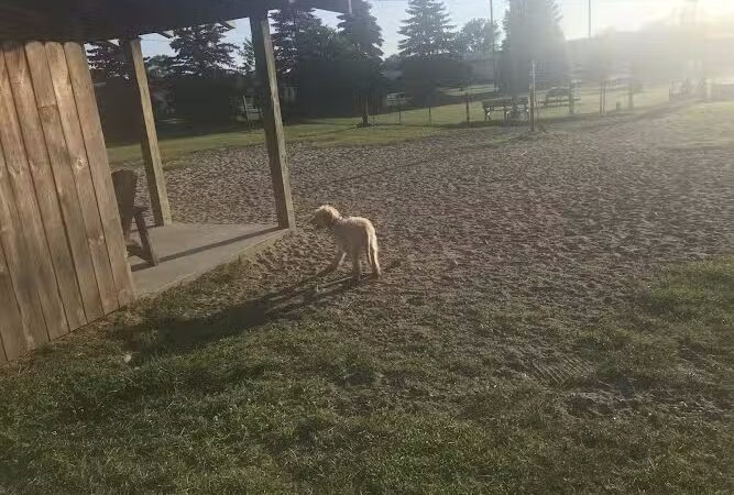 Animal Hospital of Lowell Dog Park - Lowell, MI