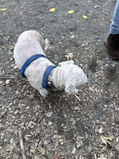 Memorial Park - Ludlow, MA