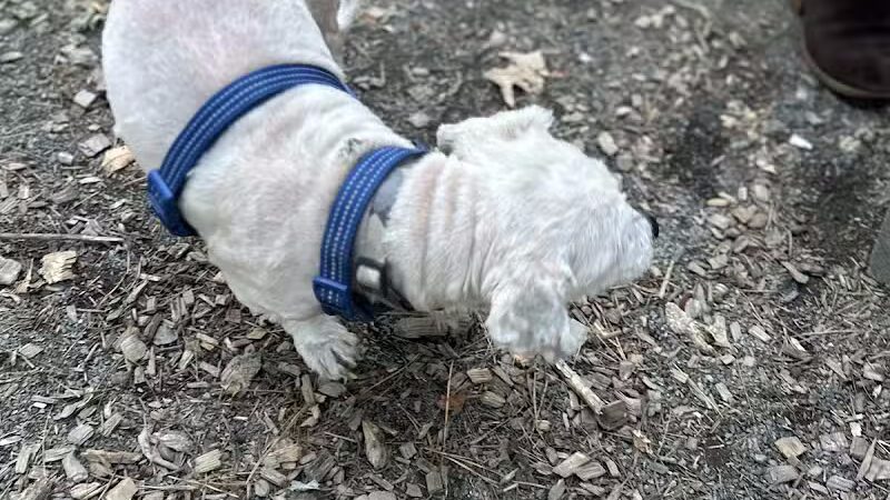 Memorial Park - Ludlow, MA