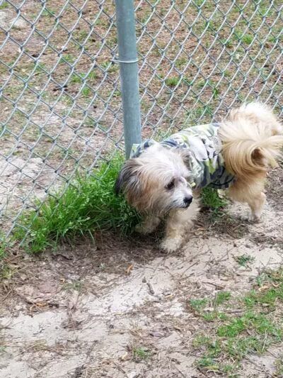 Lufkin Dog Park - Lufkin, TX