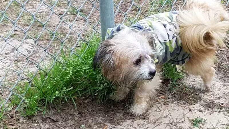 Lufkin Dog Park - Lufkin, TX