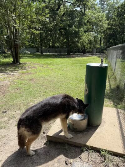 Lufkin Dog Park - Lufkin, TX
